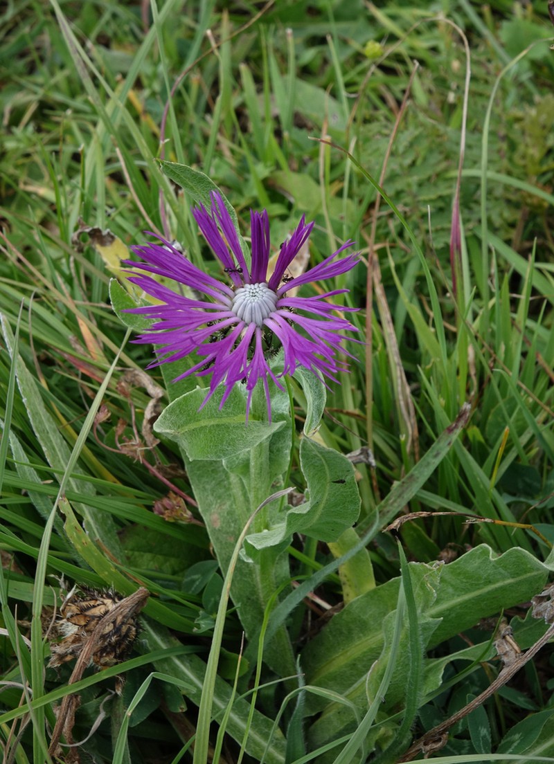 Centaurea cheiranthifolia photo 6