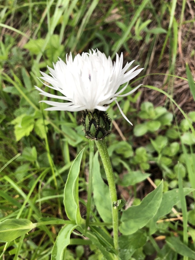 Centaurea cheiranthifolia photo 7