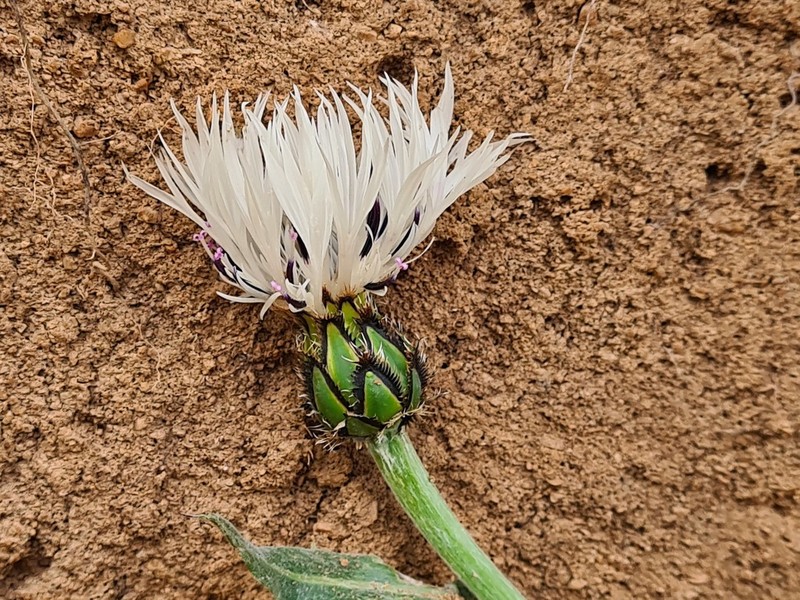 Centaurea cheiranthifolia photo 8