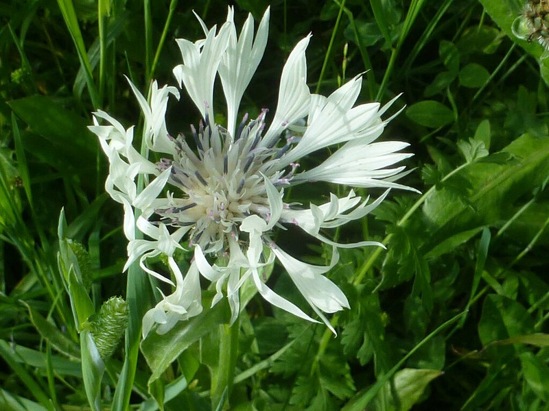 Centaurea cheiranthifolia subsp. cheiranthifolia
