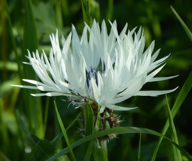 Centaurea cheiranthifolia subsp. cheiranthifolia photo 2