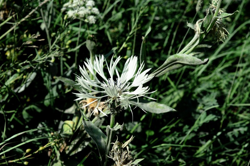 Centaurea cheiranthifolia subsp. cheiranthifolia photo 3
