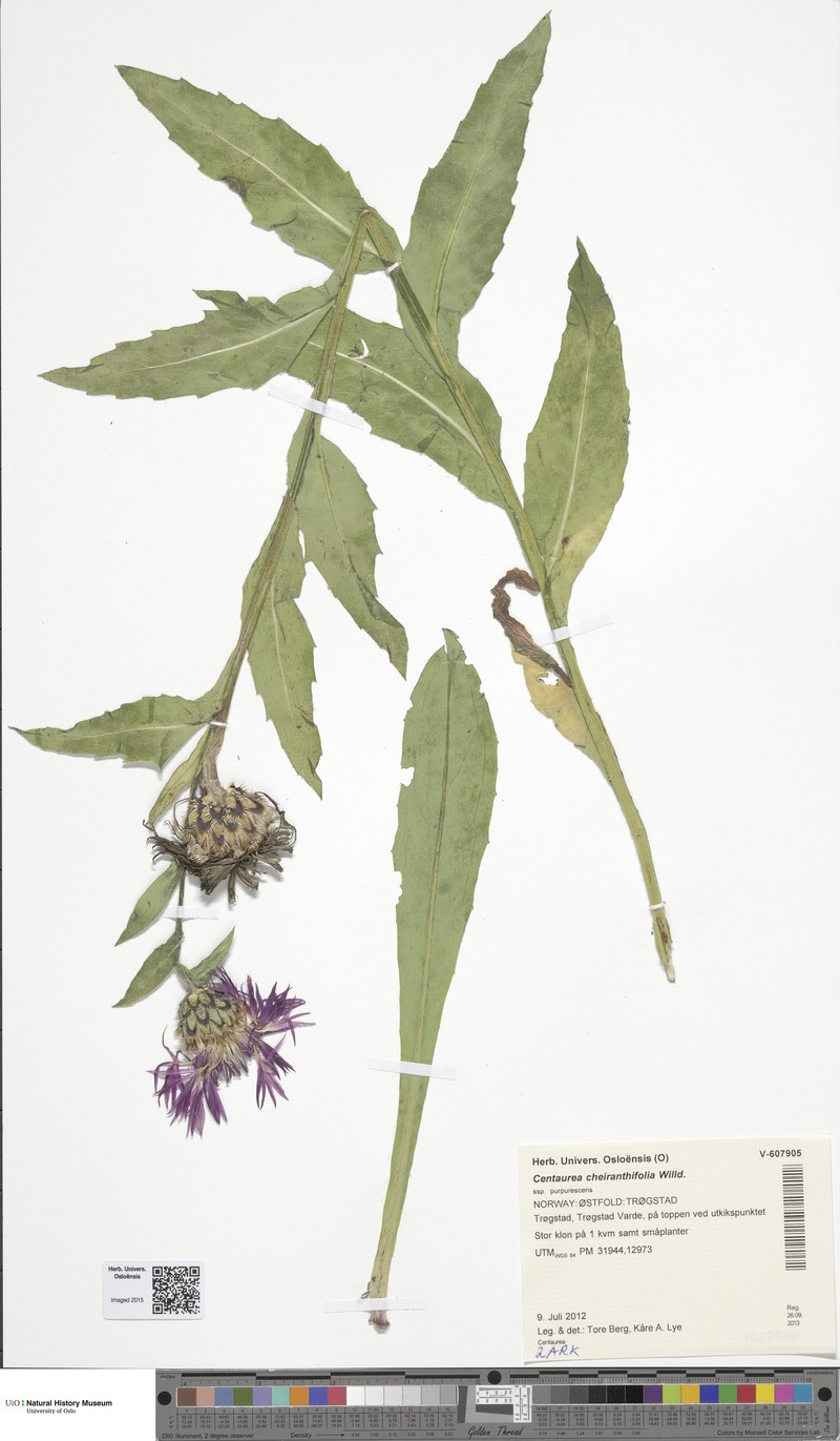 Centaurea cheiranthifolia subsp. cheiranthifolia photo 4