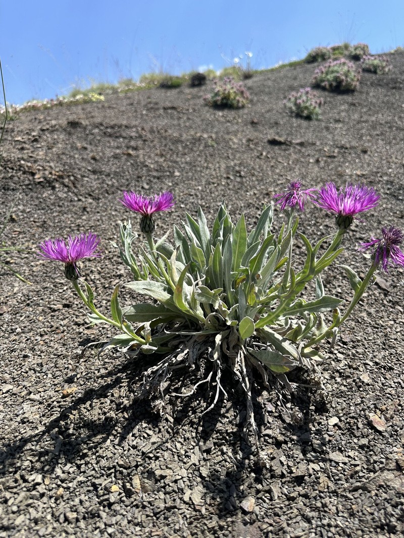 Centaurea cheiranthifolia subsp. willdenowii