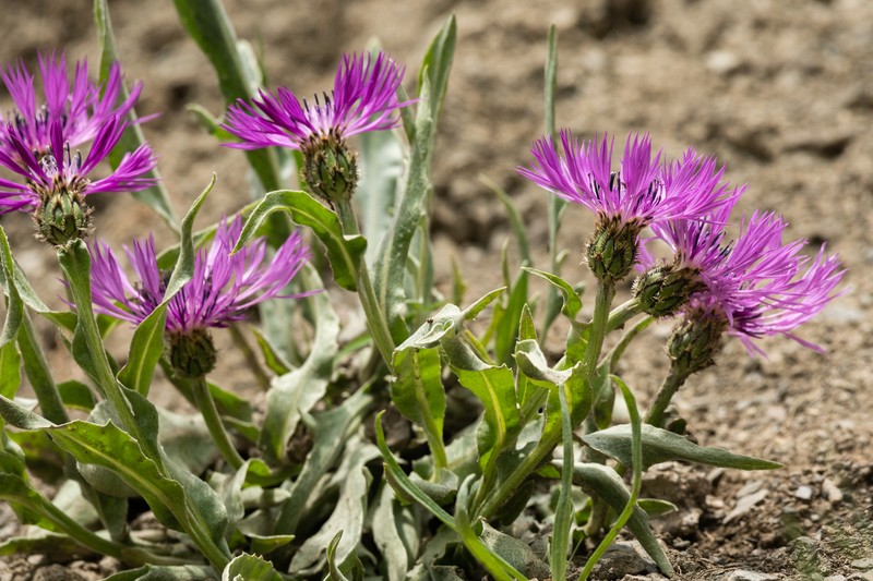 Centaurea cheiranthifolia subsp. willdenowii photo 2
