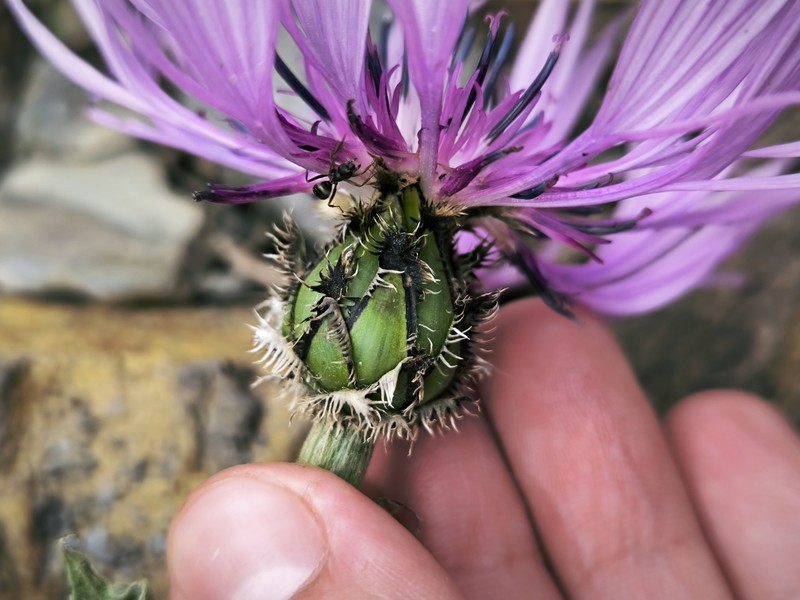 Centaurea cheiranthifolia subsp. willdenowii photo 3