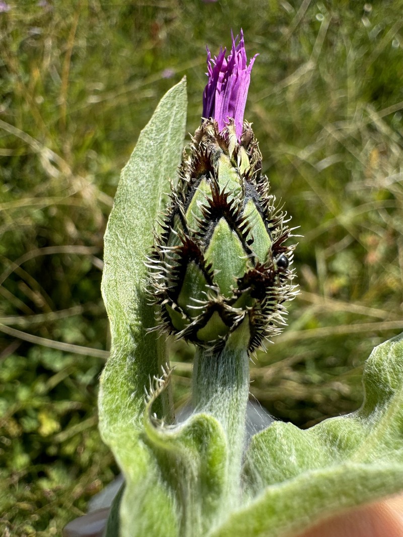 Centaurea cheiranthifolia subsp. willdenowii photo 4