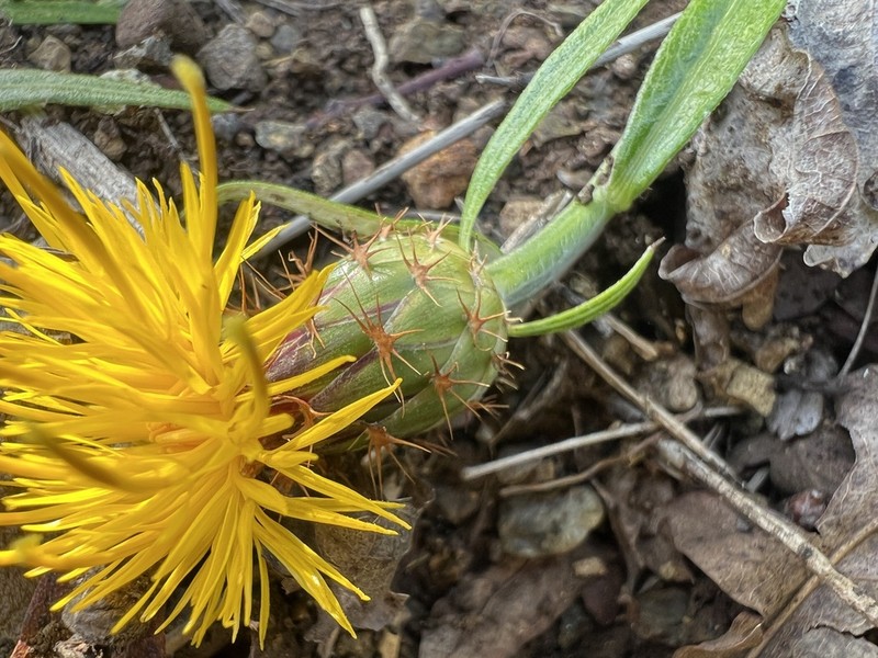 Centaurea cheirolopha