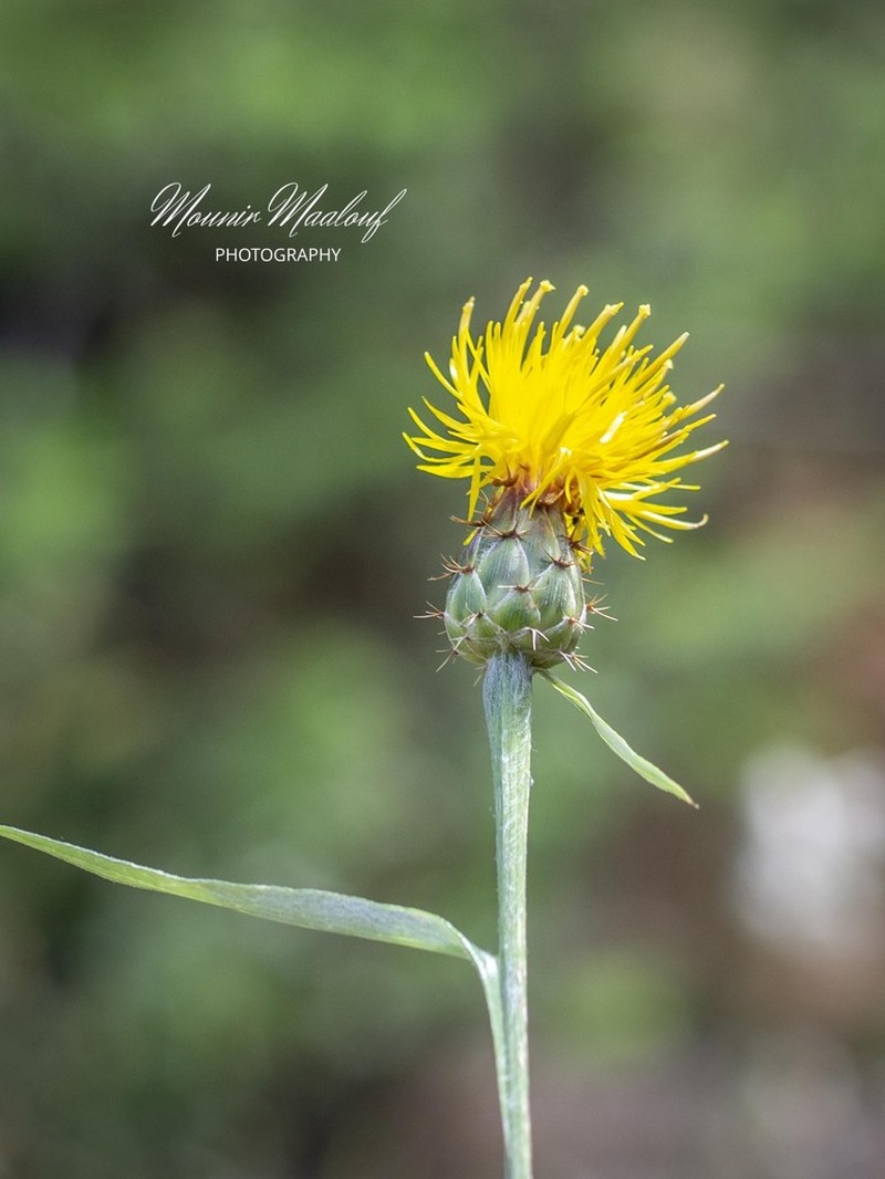 Centaurea cheirolopha photo 2
