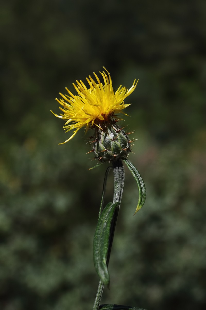 Centaurea cheirolopha photo 3