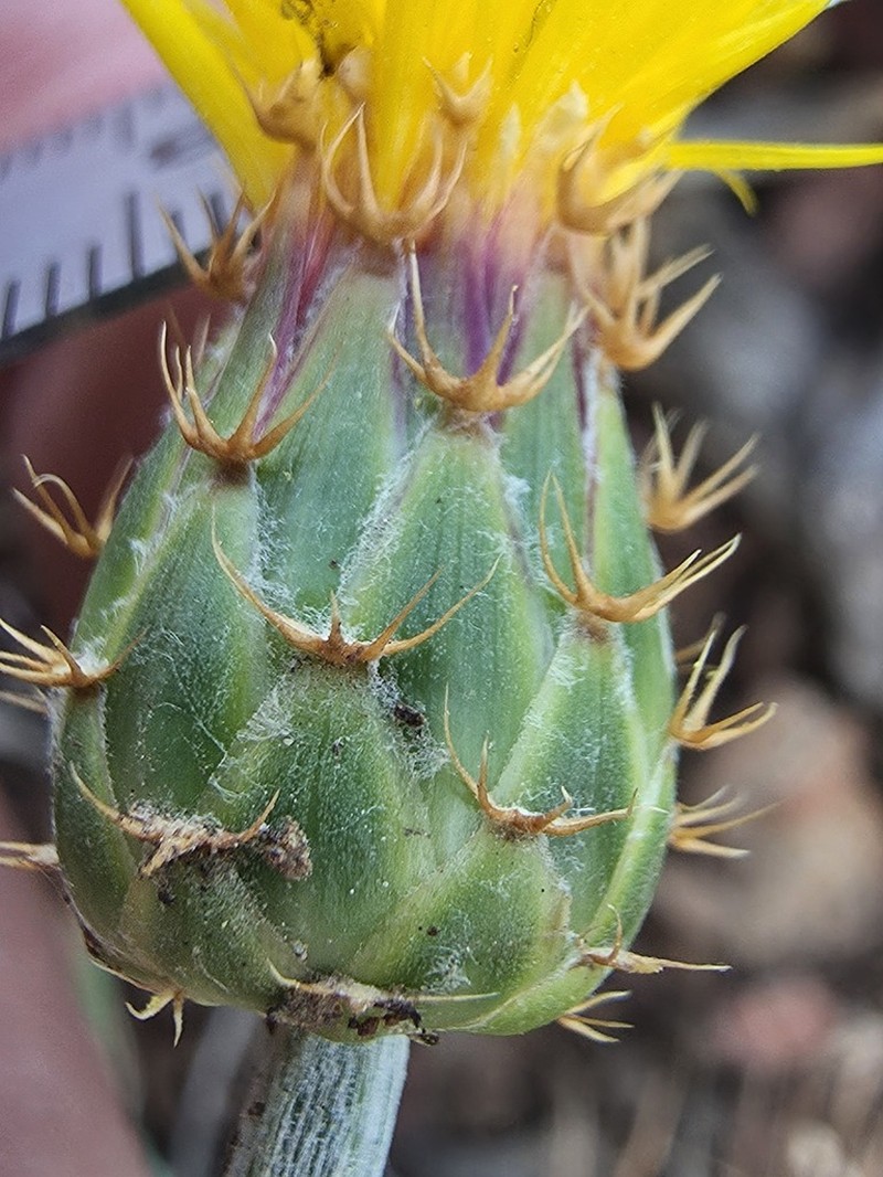 Centaurea cheirolopha photo 4