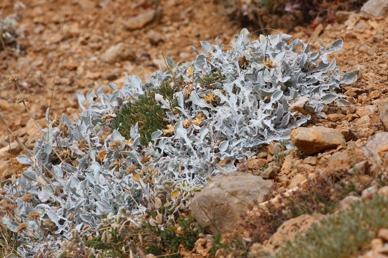 Centaurea chrysantha photo 2