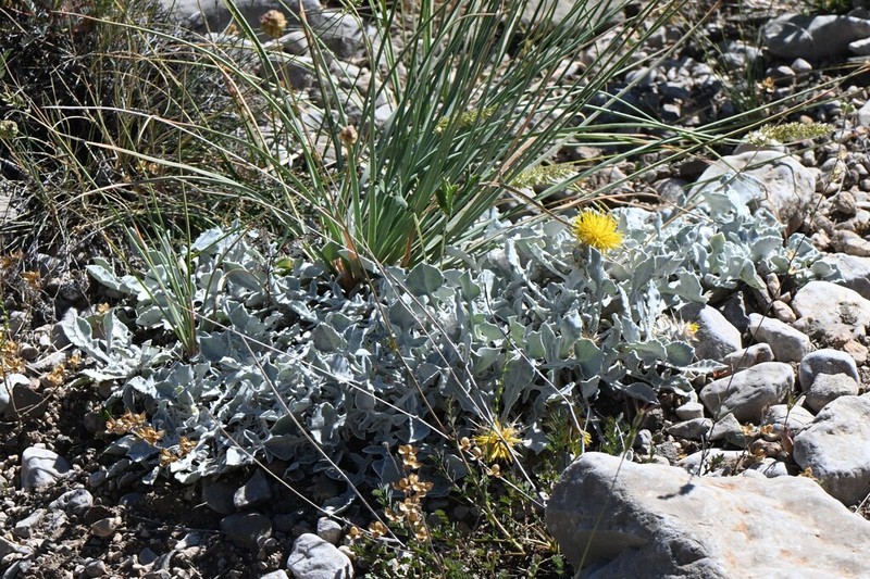 Centaurea chrysantha photo 3