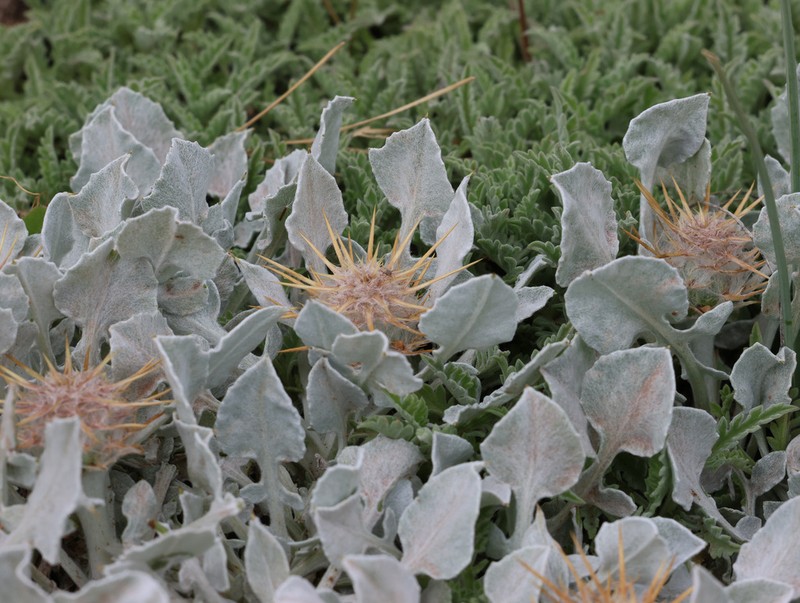 Centaurea chrysantha photo 4
