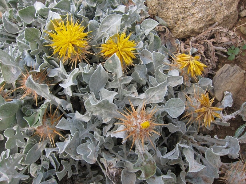 Centaurea chrysantha photo 5