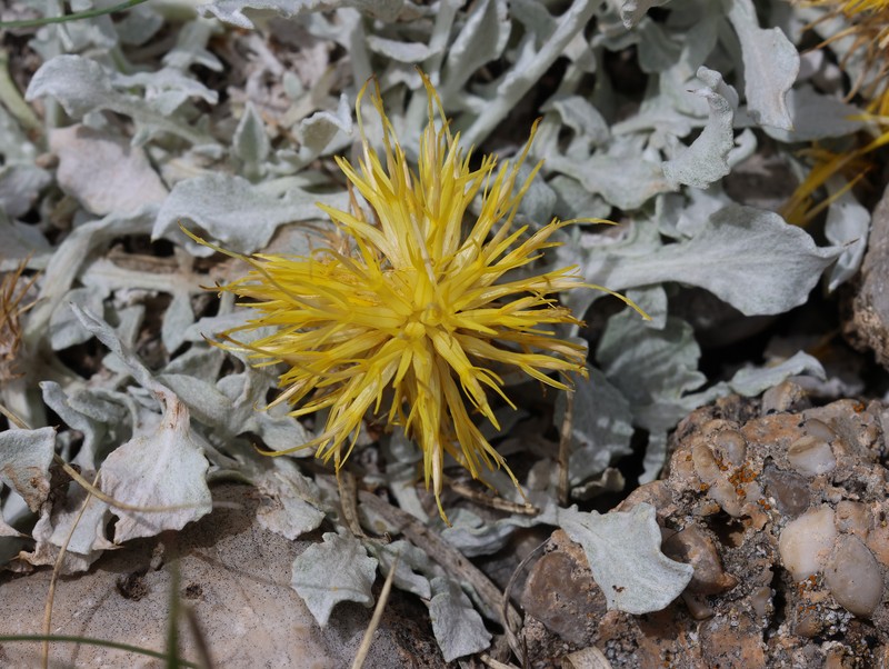 Centaurea chrysantha photo 7