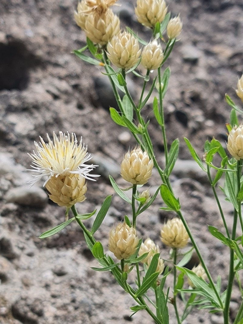 Centaurea chrysocephala photo 3