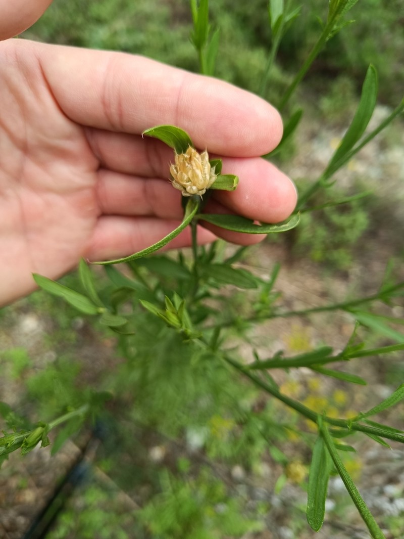 Centaurea chrysocephala photo 4