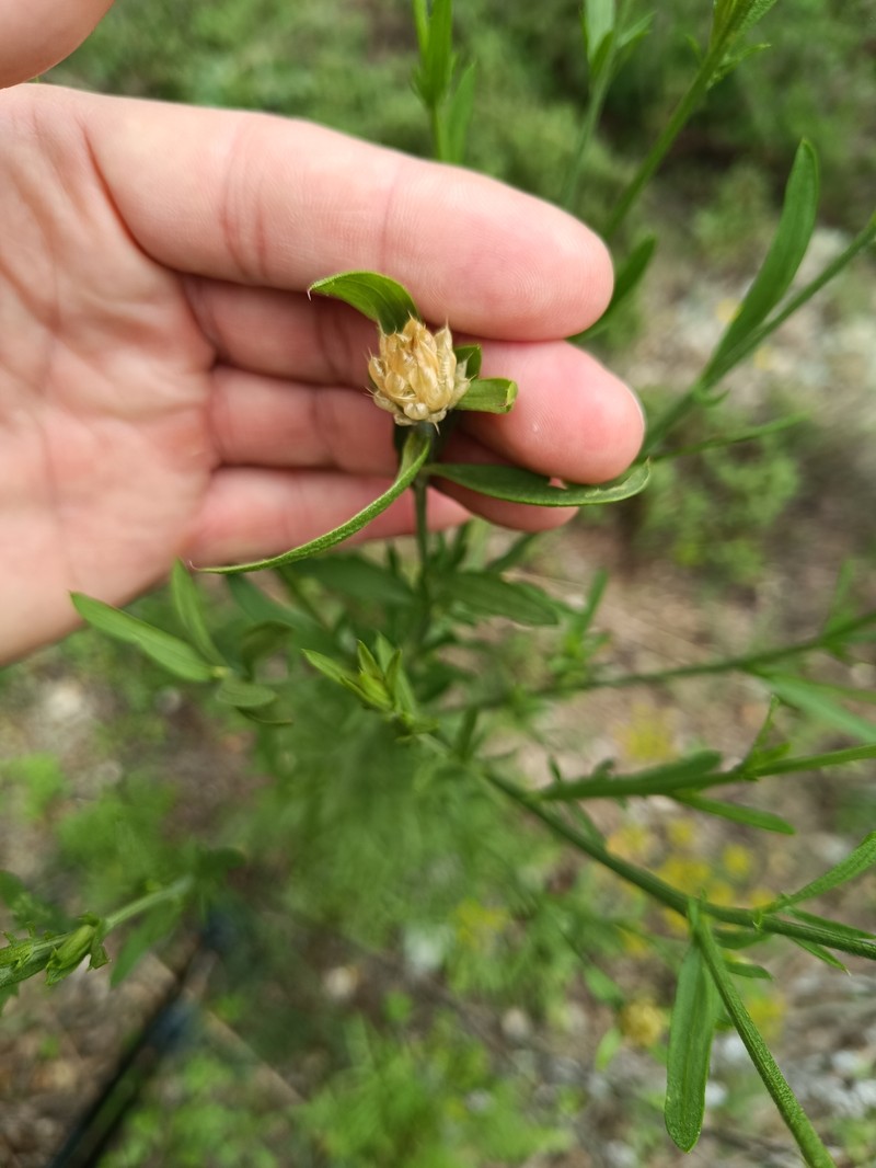 Centaurea chrysocephala photo 5