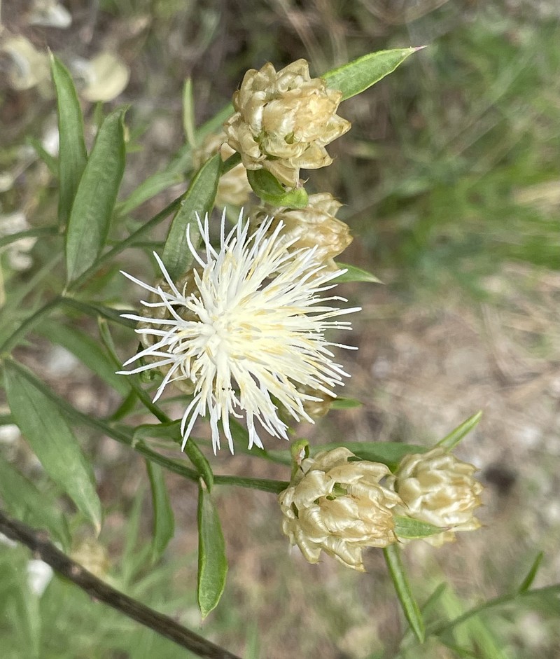 Centaurea chrysocephala photo 7