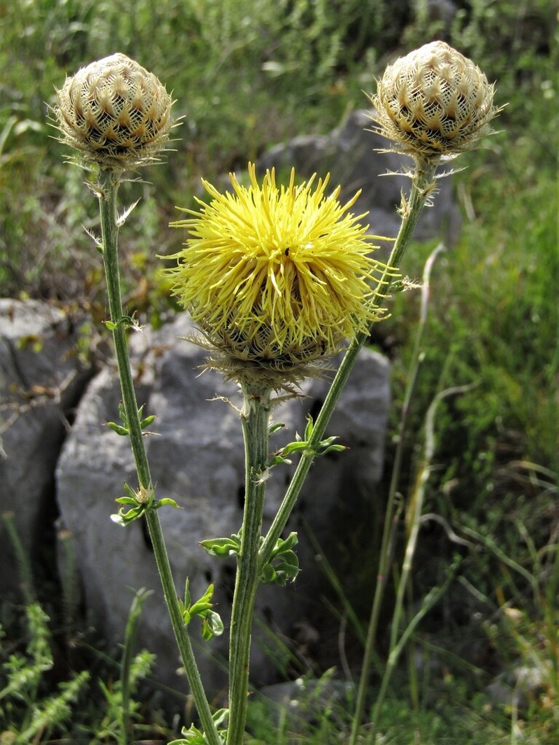 Centaurea chrysolepis