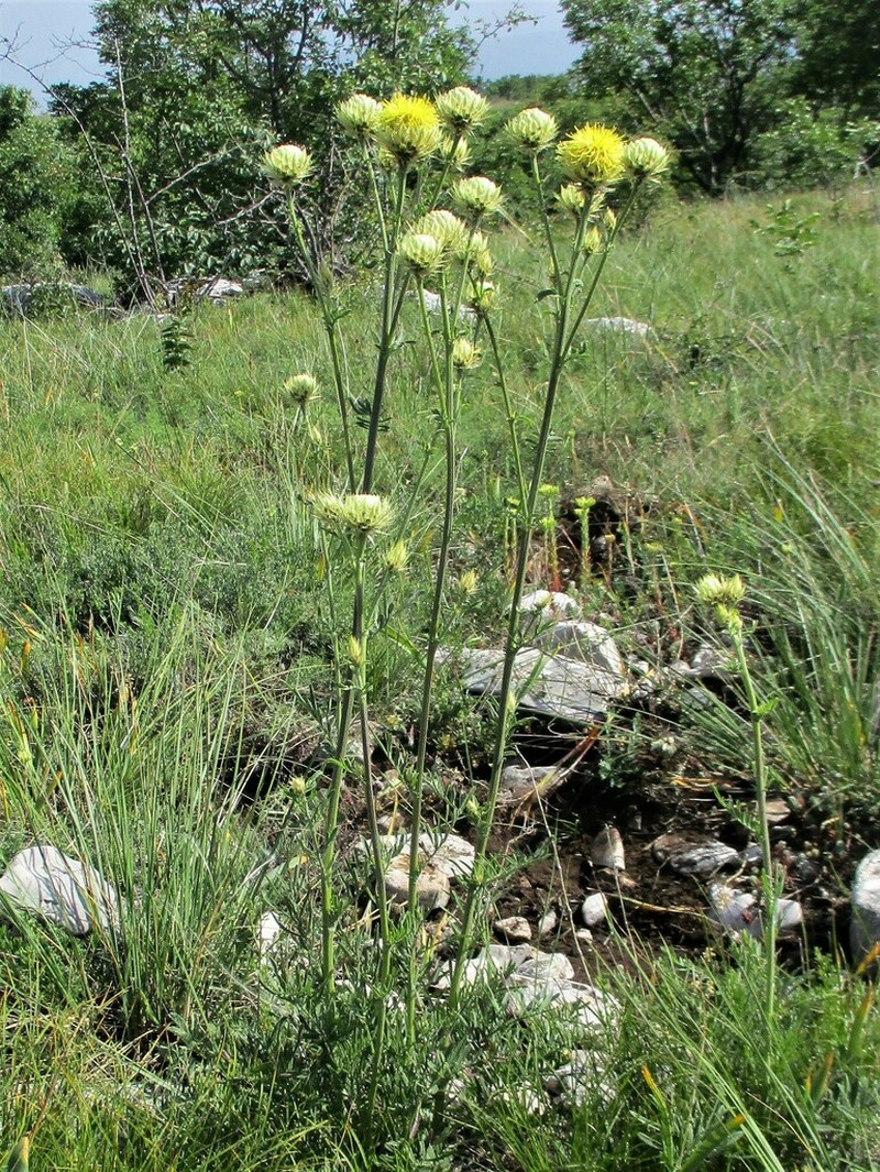 Centaurea chrysolepis photo 2