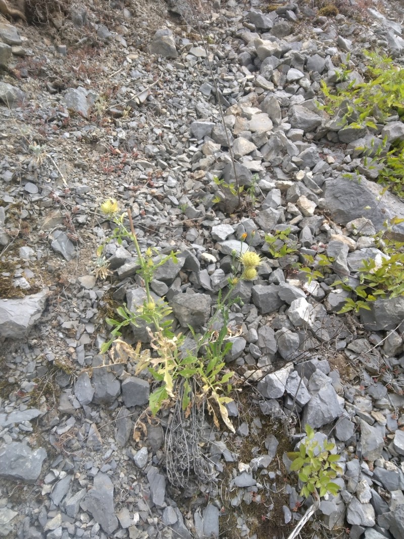 Centaurea chrysolepis photo 3
