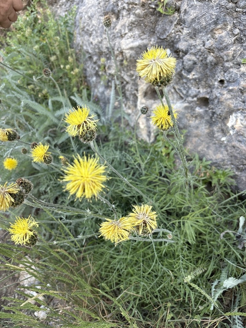 Centaurea chrysolepis photo 4