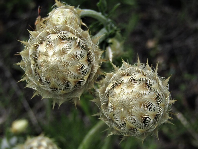 Centaurea chrysolepis photo 5