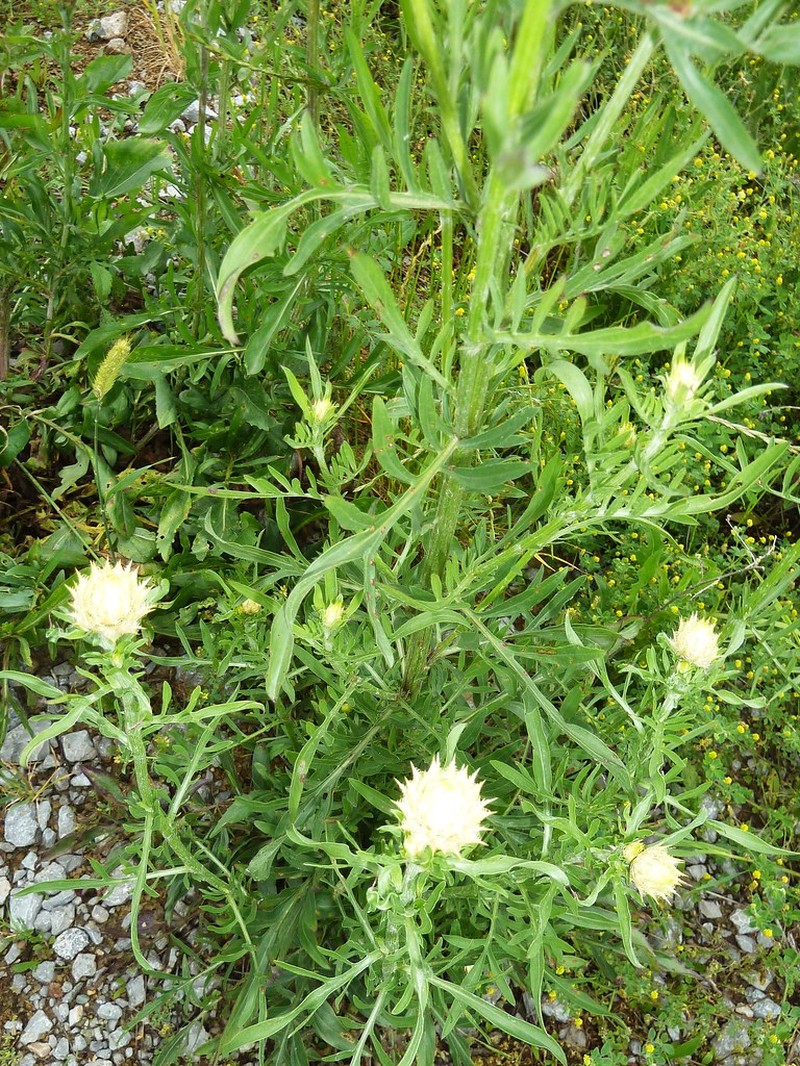 Centaurea chrysolepis photo 6