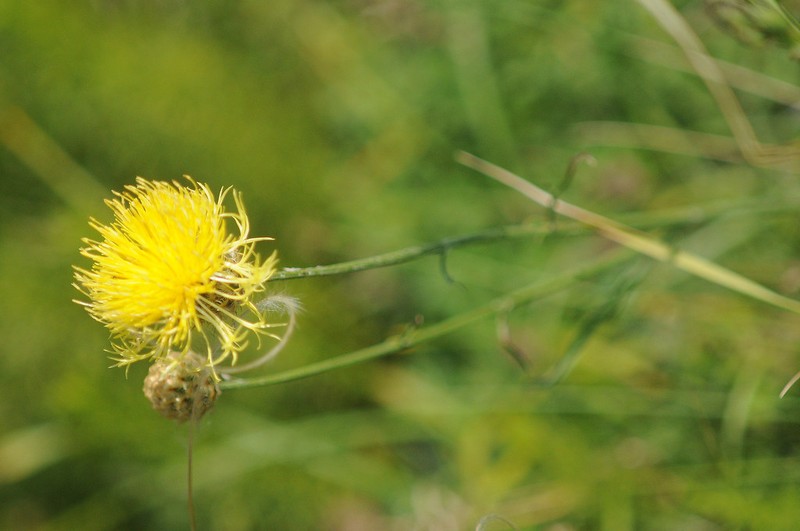 Centaurea chrysolepis photo 7