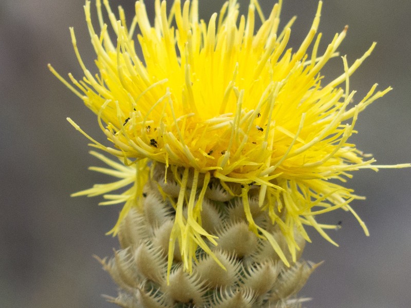 Centaurea chrysolepis photo 8