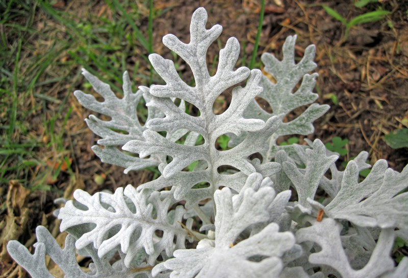 Dusty Miller photo 5