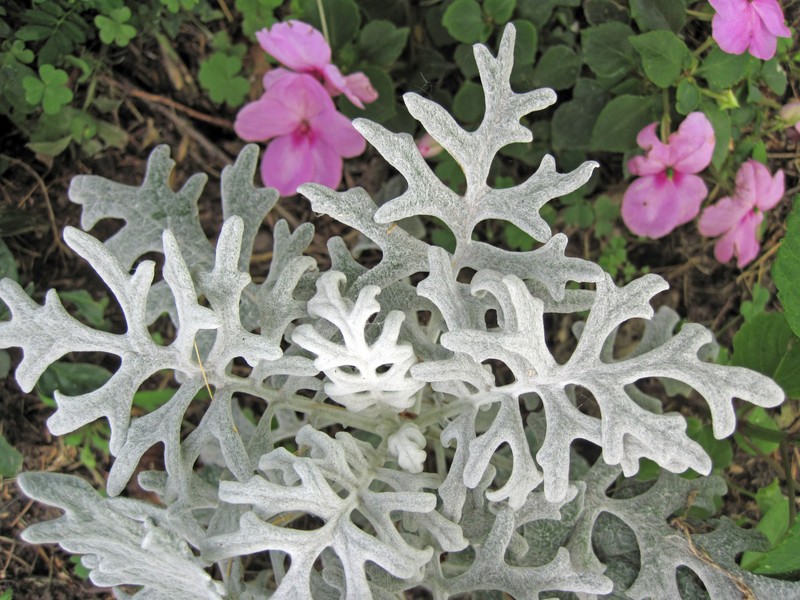 Dusty Miller photo 6