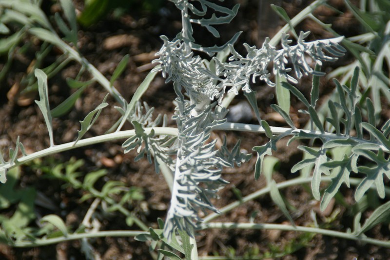 Dusty Miller photo 7