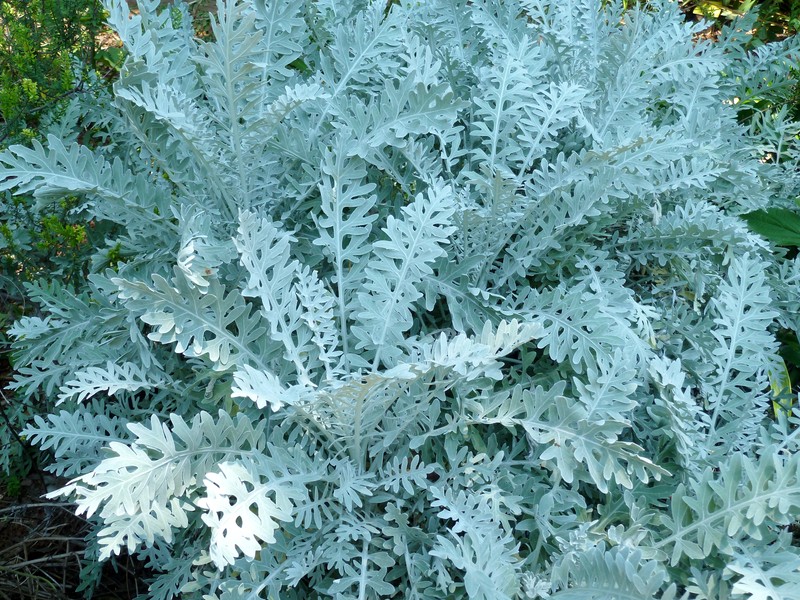 Dusty Miller photo 2