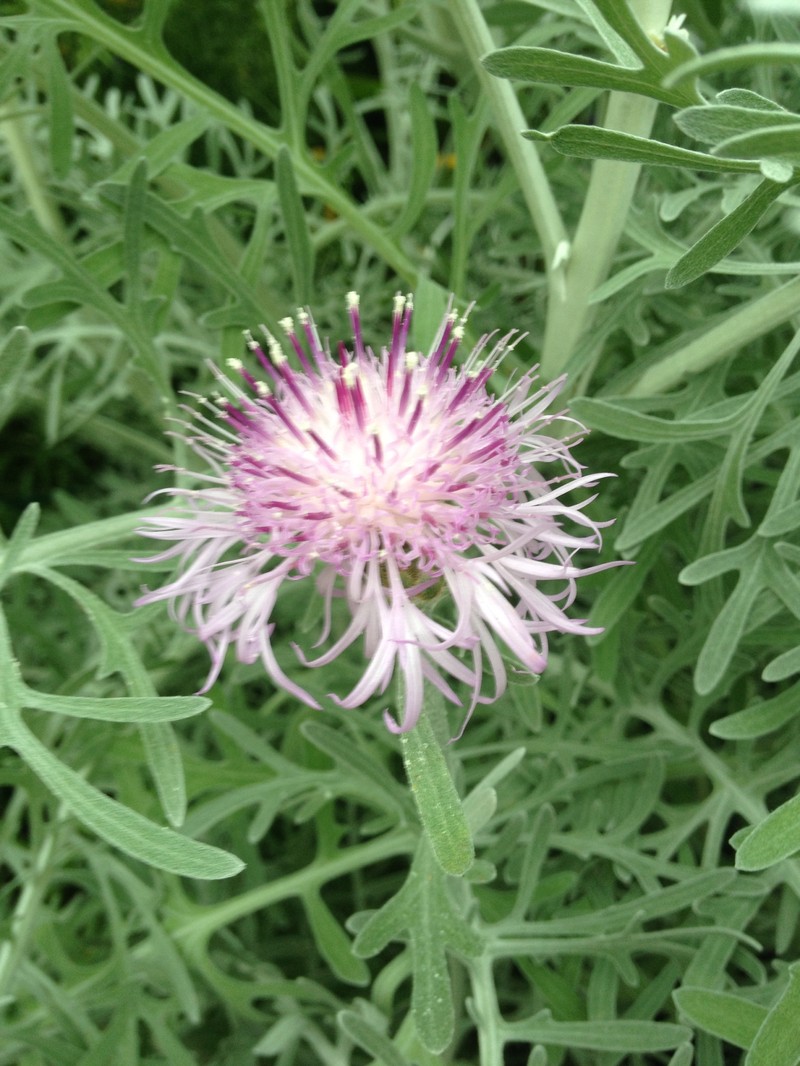 Dusty Miller photo 3