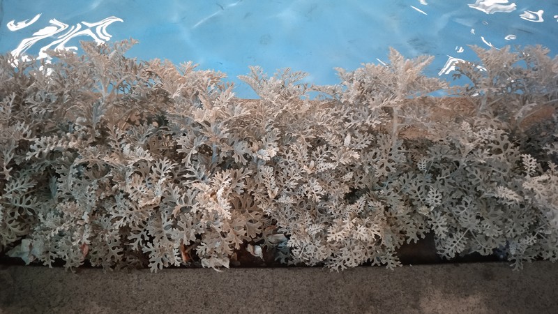 Dusty Miller photo 4