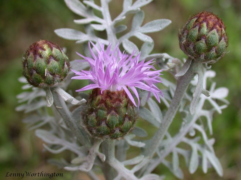 Dusty Miller