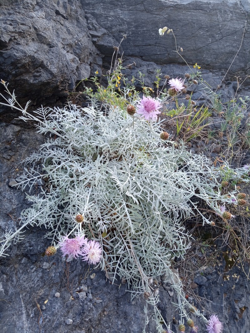 Centaurea cineraria subsp. cineraria