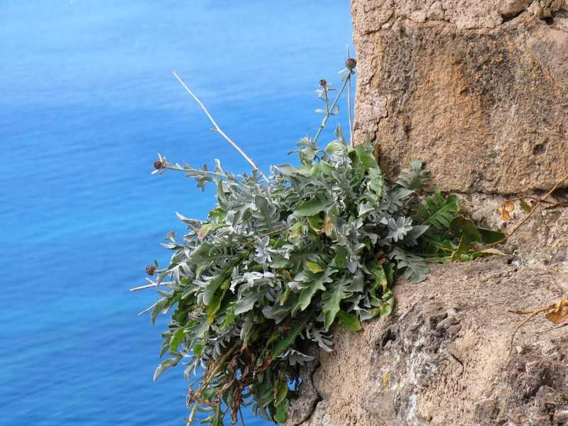 Centaurea cineraria subsp. cineraria photo 2