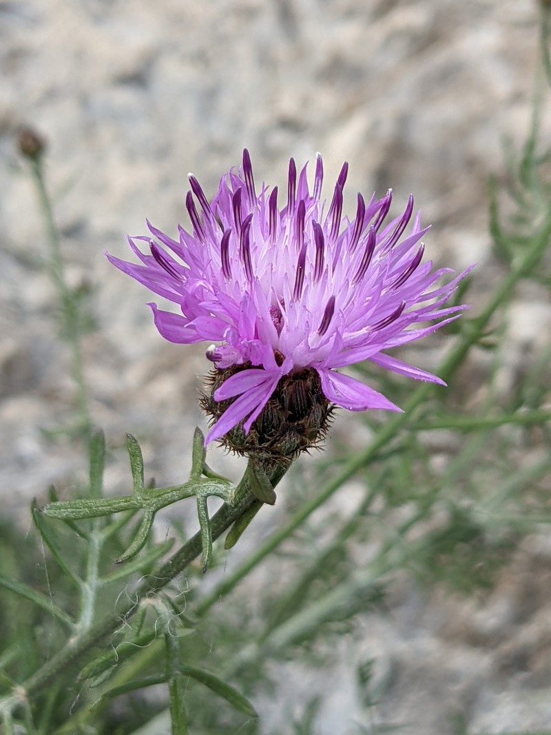 Centaurea cineraria subsp. cineraria photo 3