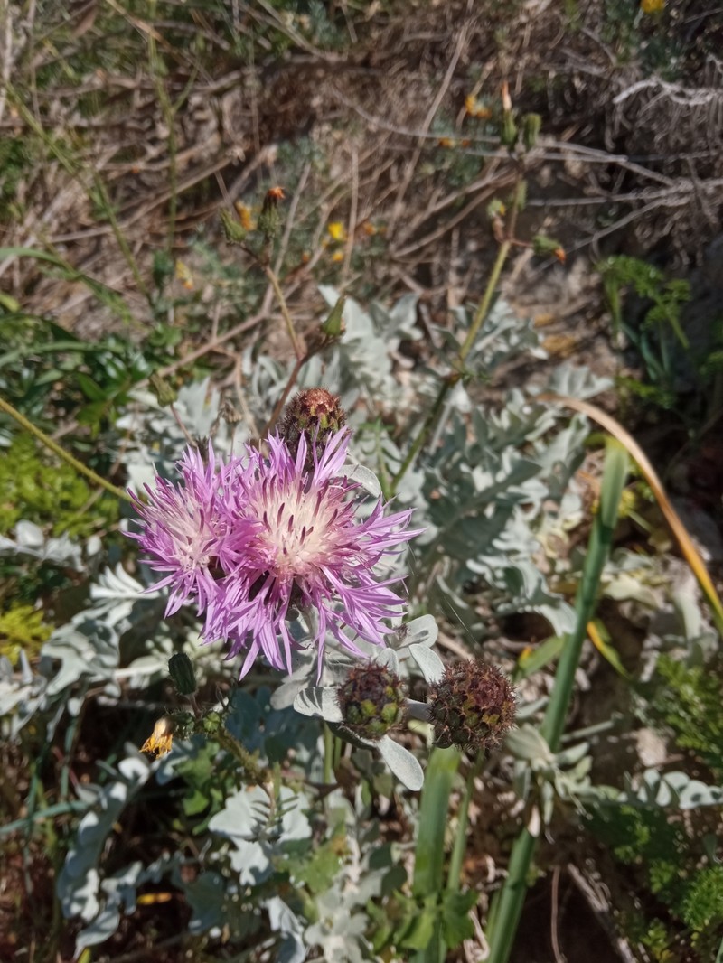 Centaurea cineraria subsp. circae