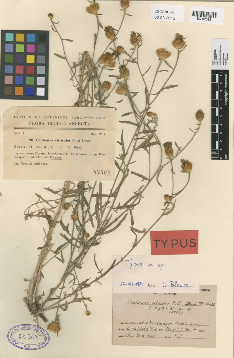 Centaurea citricolor photo 2