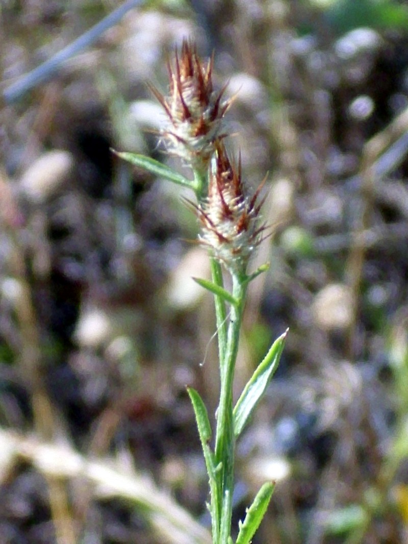 Centaurea citricolor