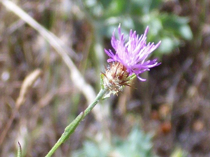 Centaurea citricolor photo 4