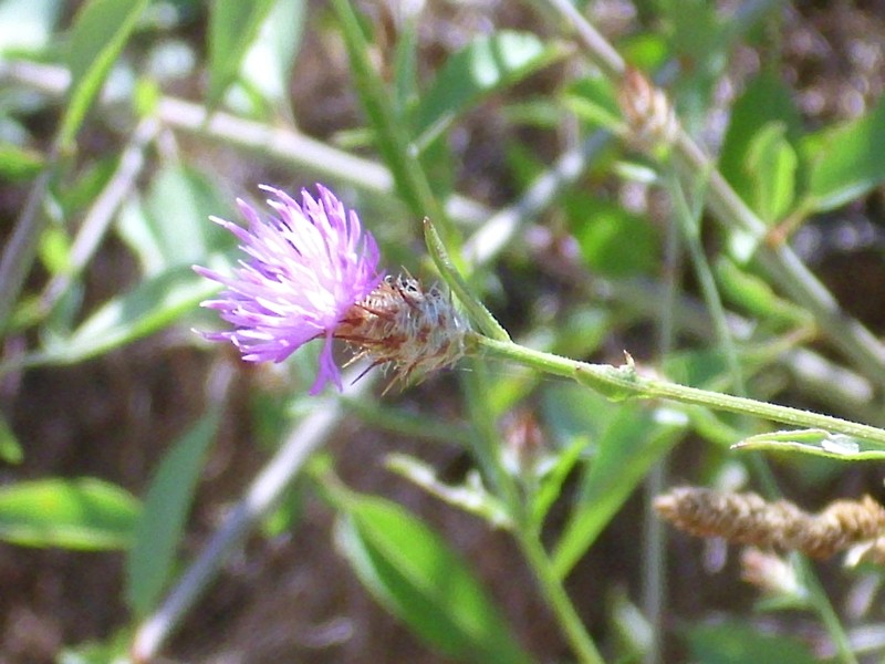 Centaurea citricolor photo 5