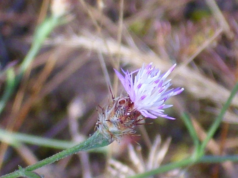 Centaurea citricolor photo 6