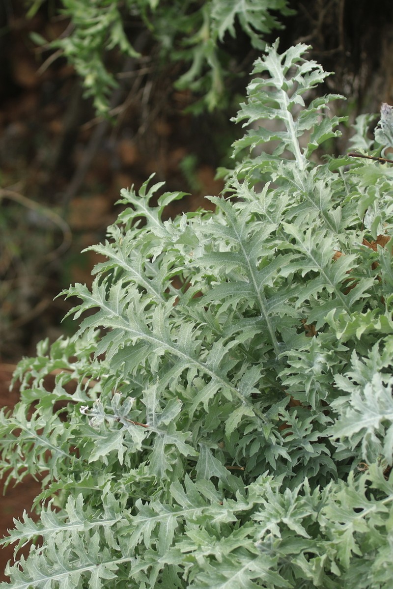 Centaurea clementei