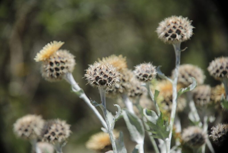 Centaurea clementei photo 2